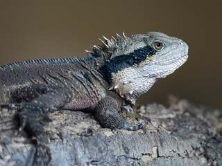 Close up of an Australian Eastern Water Dragon