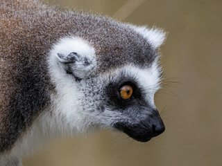 Fototapeta premium Portrait of a beautiful Lemur catta. Animal close-up. Primate species from Madagascar.