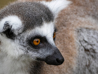 Fototapeta premium Portrait of a beautiful Lemur catta. Animal close-up. Primate species from Madagascar.