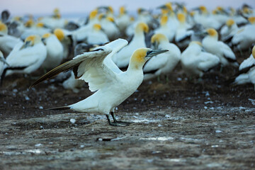 Gannet flapping its wings and preening at dawn. Cape Kidnappers, Hawke's Bay, New Zealand - obrazy, fototapety, plakaty