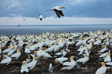 Gannets flying over the colony, searching for their partners and young chicks at dawn - obrazy, fototapety, plakaty
