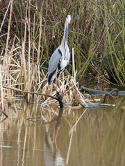 Wild Grey Heron standing alone near a lake in the reed beds