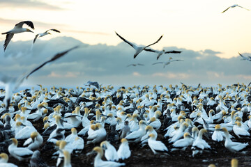 Gannet colony at sunrise at Cape Kidnappers, NZ