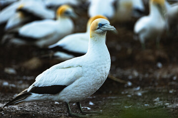 Close-up of Gannet at dawn 