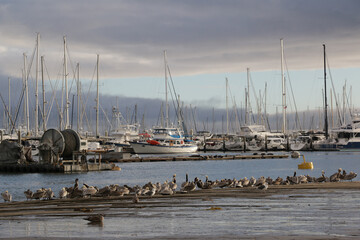 Santa Barbara, California - Jan 22, 2024: A row of pelicans in front of docked boats in Santa Barbara harbor at sunset.