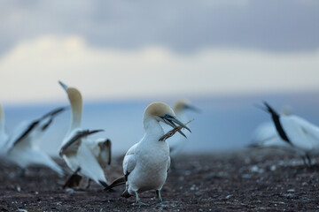 Gannet playing with feather at sunrise at Cape Kidnappers  - obrazy, fototapety, plakaty
