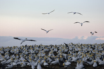 Gannet colony at sunrise in Hawke's Bay, New Zealand