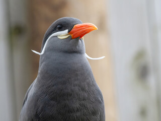 Inca Tern (larosterna inca) Close-up photo. Unusual sea bird with white mustache.