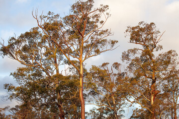 Large Eucalypt Trees Tasmania - 761825205