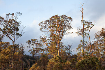 Large Eucalypt Trees Tasmania - 761825239
