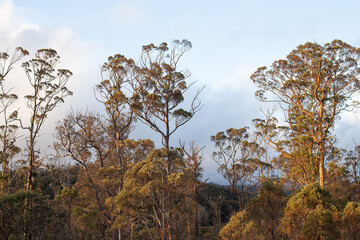 Large Eucalypt Trees Tasmania - 761825294