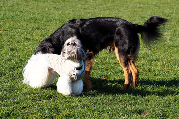 a Shih Tzu dog in a gray vest and with a tail on his head stands next to a large black dog. walk...