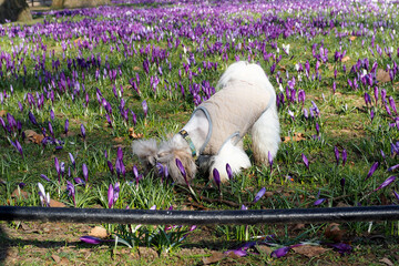A white Shih Tzu dog with gray fur in a beige vest walks along an alley with purple crocuses. spring