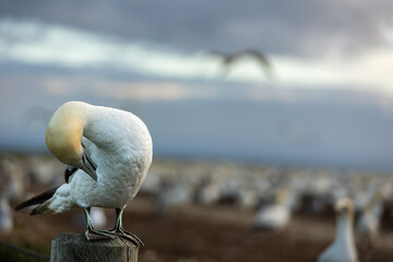 Gannet preening on a pole with the gannet colony in the background