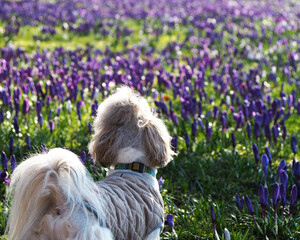 A white Shih Tzu dog with gray fur in a beige vest walks along an alley with purple crocuses. spring . morning dawn back view