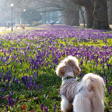 A white Shih Tzu dog with gray fur in a beige vest walks along an alley with purple crocuses. spring . morning dawn back view . pet in the park. old trees