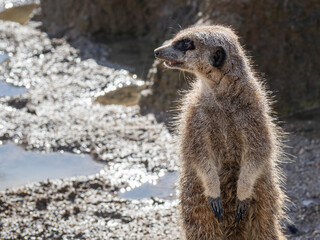 Portrait of playful meerkat, aka suricate - Suricata suricatta. Wildlife reservation. suricate...