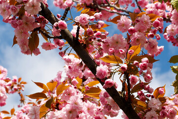 Close up of a sakura tree branch with pink flowers against the sky. poster, calendar spring. many pink flowers. spring time background with flowers