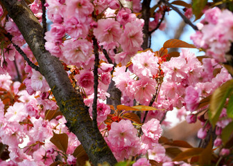 close up sakura tree branch with pink flowers. poster, calendar spring. many pink flowers. spring time