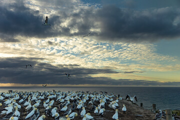 Wide shot of a gannet colony at sunrise, gathering on the cliffs at Cape Kidnappers, NZ - obrazy, fototapety, plakaty