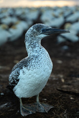 Portrait of a gannet chick at Cape Kidnappers, New Zealand - obrazy, fototapety, plakaty