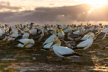 Gannet colony preening and attending to their chicks at sunrise
