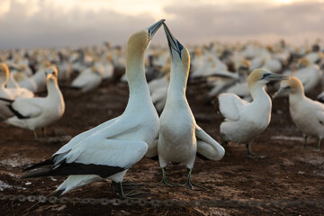 Paired gannets rubbing their beaks and necks together, preening and bowing to each other