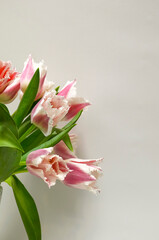 Pink Fringed Tulips