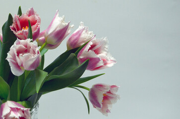 Pink Fringed Tulips