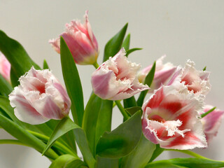 Pink Fringed Tulips