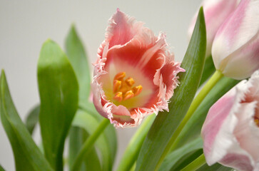 Pink Fringed Tulips
