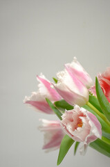 Pink Fringed Tulips