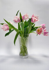 Pink Fringed Tulips