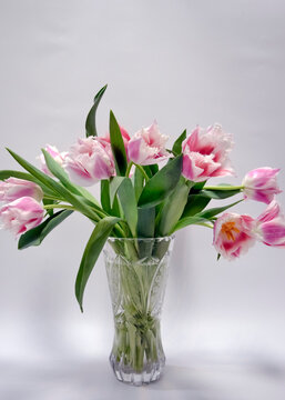 Pink Fringed Tulips