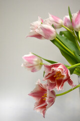 Obraz premium Pink Fringed Tulips