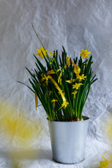 still life with daffodil flowers in the pot