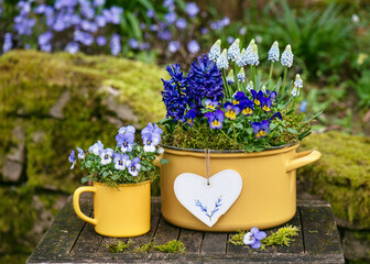 Spring flower arrangement with colorful pansy, hyacinthine and grape muscari flowers in yellow enamel pots and a heart decoration. Garden decoration for eastern. Rustic style. Copy space