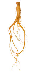 Ginseng root on isolated background