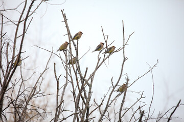 Fototapeta na wymiar Cedar waxwings in a bare tree