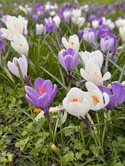 crocuses in the garden