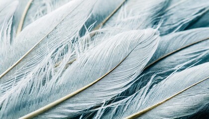 close up abstract white feather background