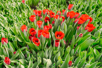 many red tulips in a greenhouse
