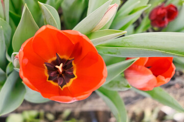 beautiful red tulip closeup in a greenhouse