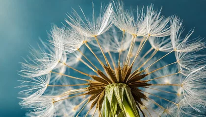 Foto op Canvas close up of dandelion on the blue background © Nichole
