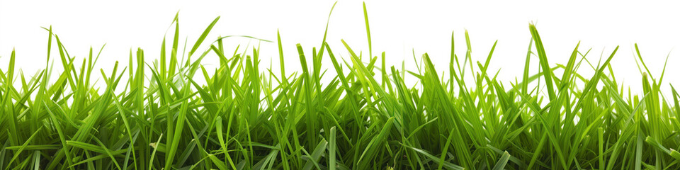 Emerald Blades: A Close-Up of Vibrant Grass