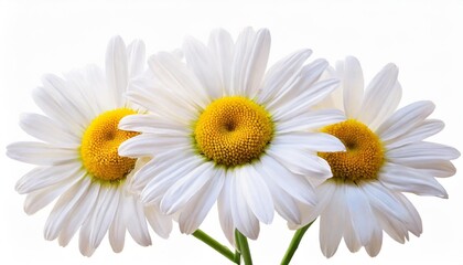 lovely daisies marguerite isolated on white background including clipping path germany