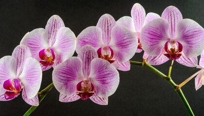 row of pink orchid flowers