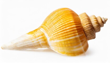 yellow seashell isolated on transparent background cutout