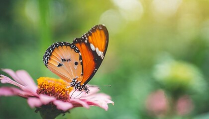 nature view of beautiful orange butterfly on green nature blurred background in garden with copy space using as background insect natural landscape ecology fresh cover page concept