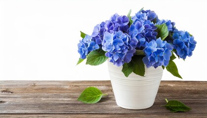 blue flowers in white pot isolated on a white background